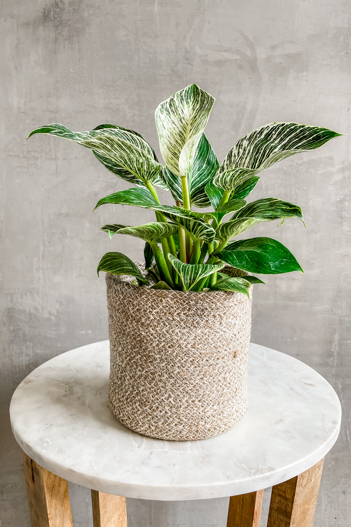 Philodendron 'Birkin'-Wholesale Plants-ECOVIBE