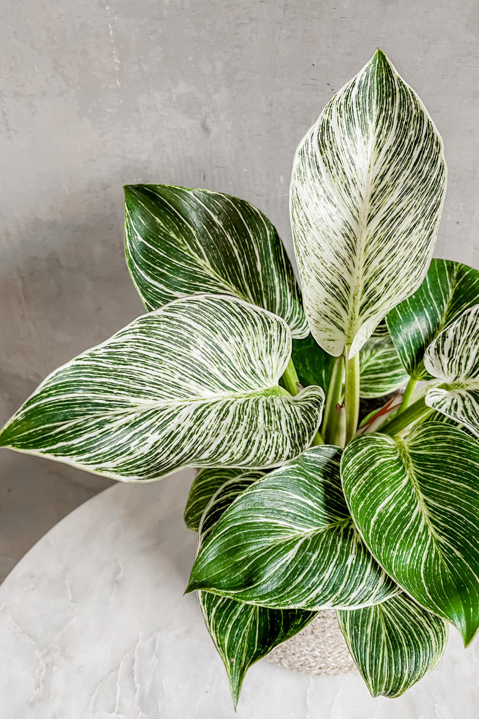 Philodendron 'Birkin'-Wholesale Plants-ECOVIBE