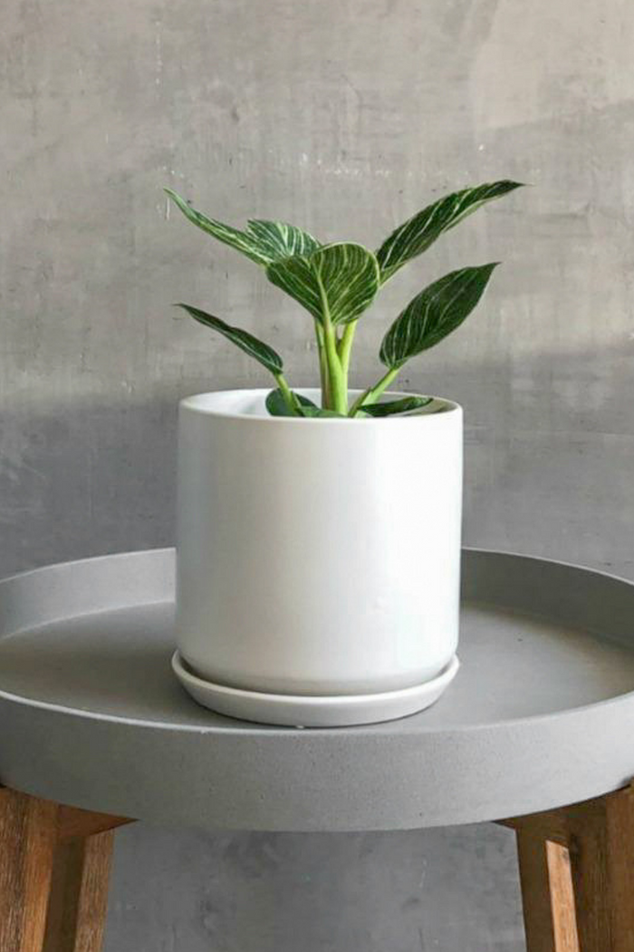 Philodendron 'Birkin'