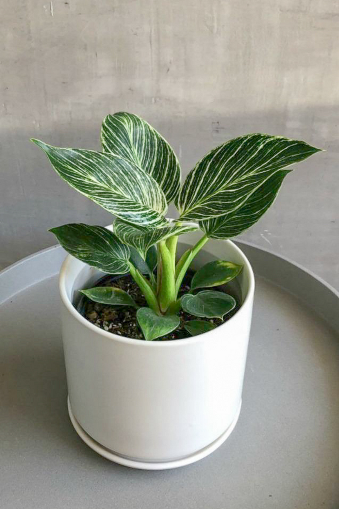 Philodendron 'Birkin'