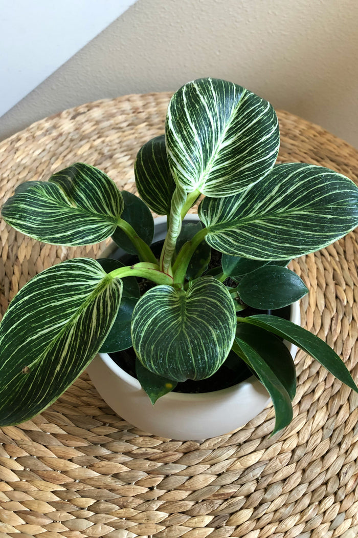 Philodendron 'Birkin'