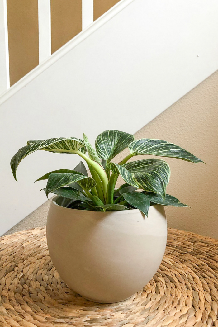 Philodendron 'Birkin