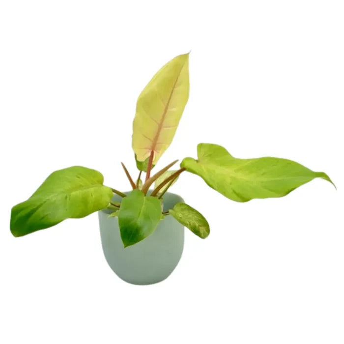 Philodendron Snowdrift