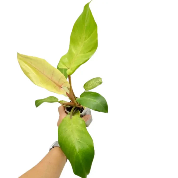 Philodendron Snowdrift