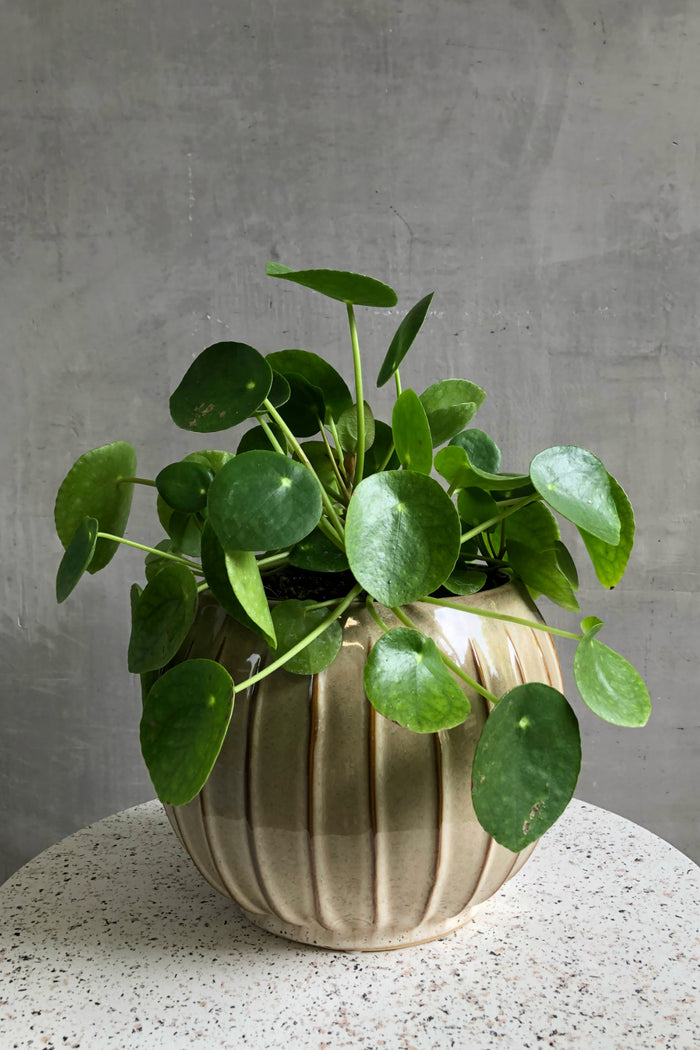 Pilea Peperomiodes