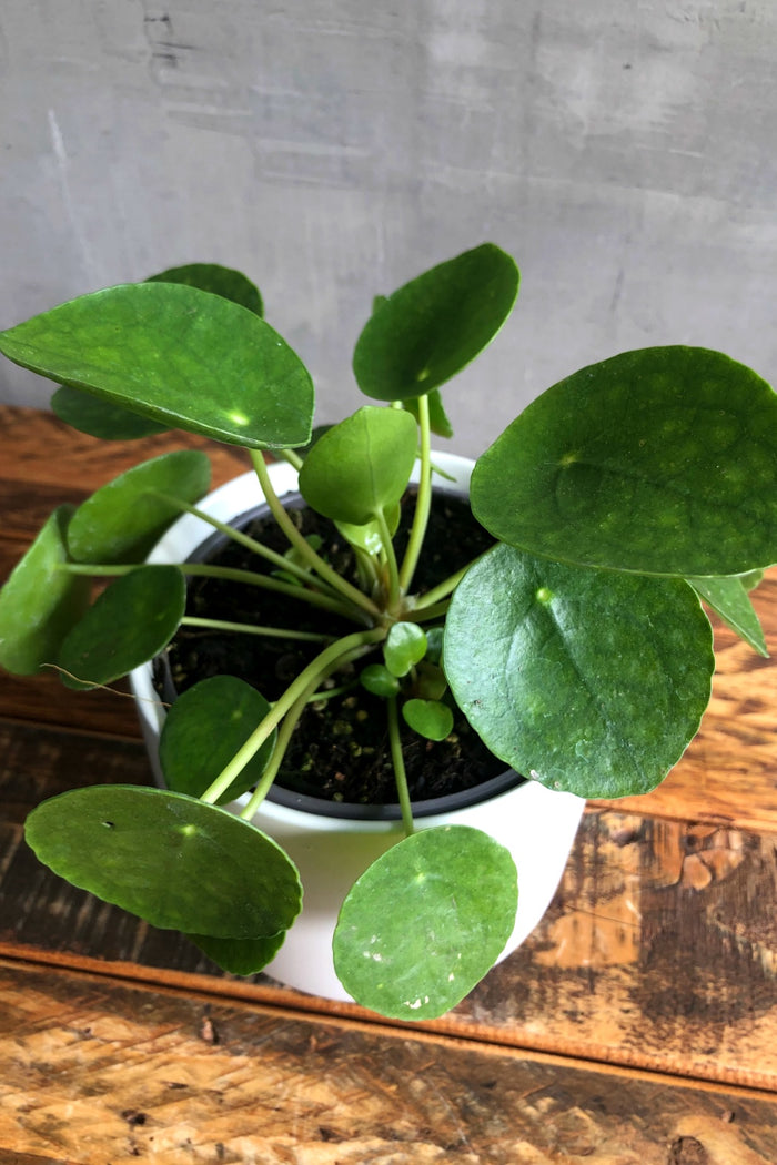 Pilea Peperomiodes