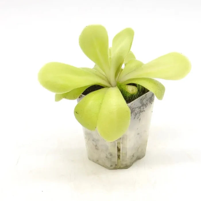 Pinguicula agnata x potosiensis - indoor plant