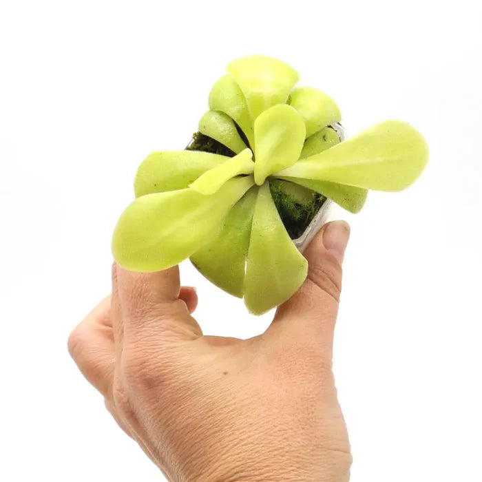 Pinguicula agnata x potosiensis - indoor plant