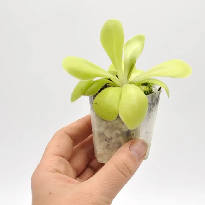Pinguicula agnata x potosiensis - indoor plant