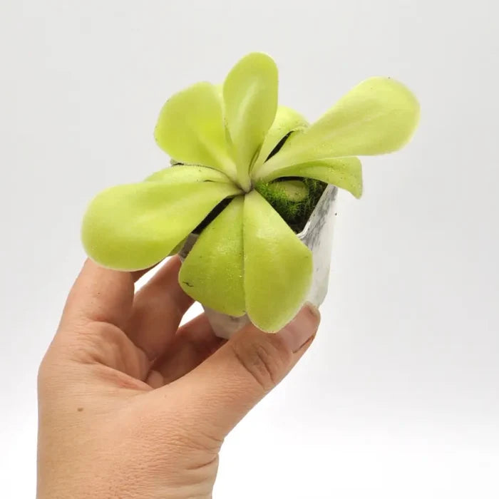 Pinguicula agnata x potosiensis - indoor plant