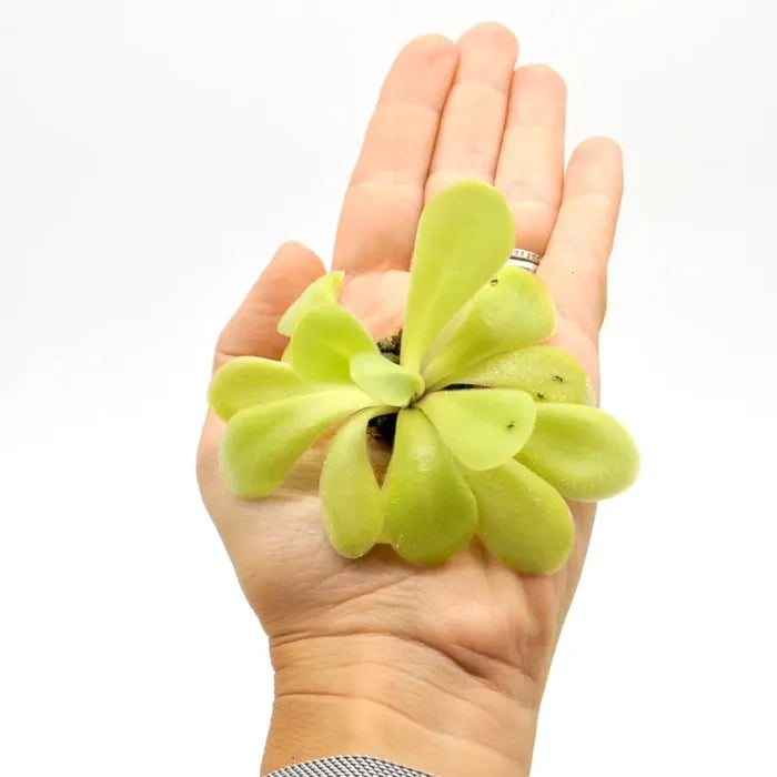 Pinguicula agnata x potosiensis - indoor plant