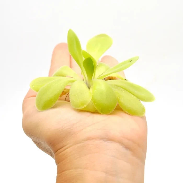 Pinguicula agnata x potosiensis - indoor plant