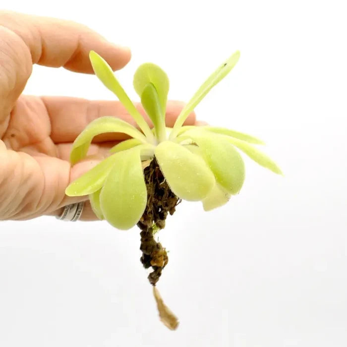 Pinguicula agnata x potosiensis - indoor plant