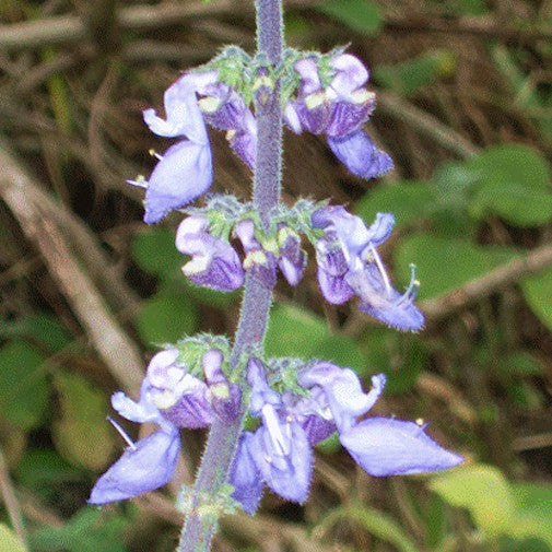 Plectranthus