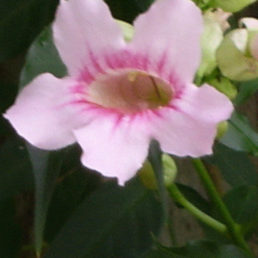 Podranea