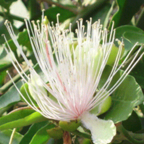 Powderpuff Tree
