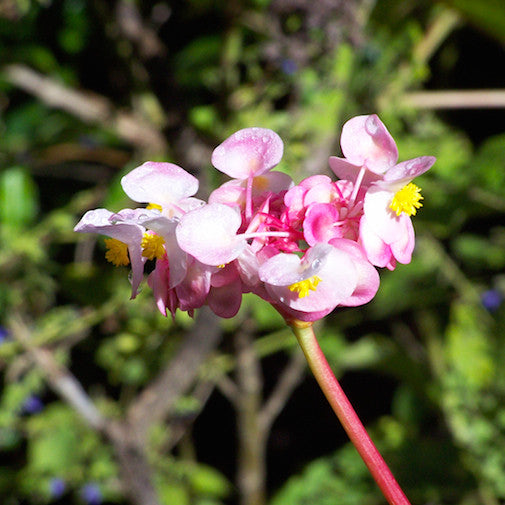 River Begonia