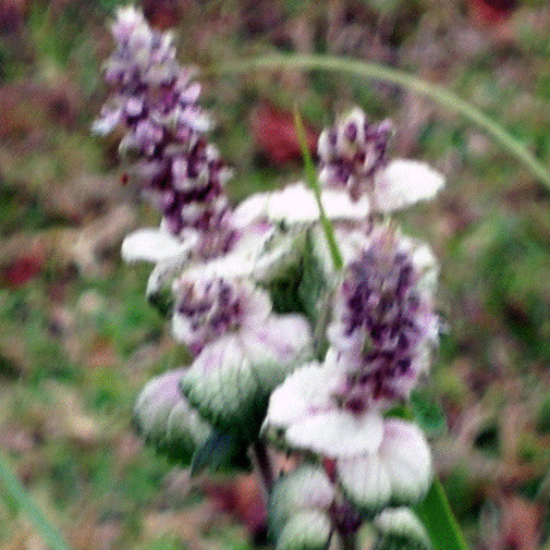 Rwenzori Mint