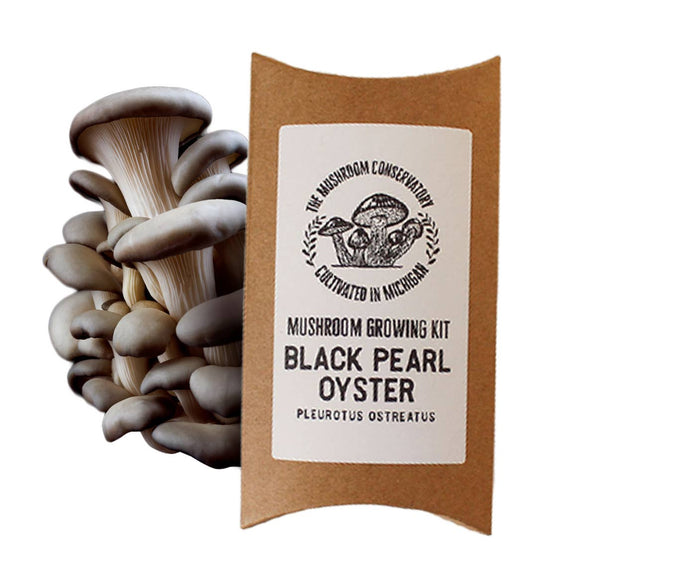 The Mushroom Conservatory - Black Pearl Oyster Mushroom Kit