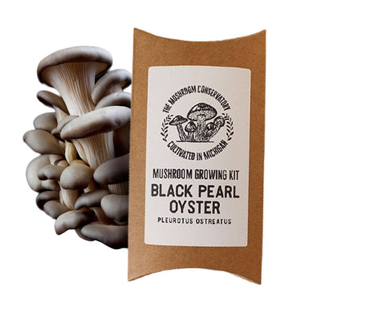 The Mushroom Conservatory - Black Pearl Oyster Mushroom Kit