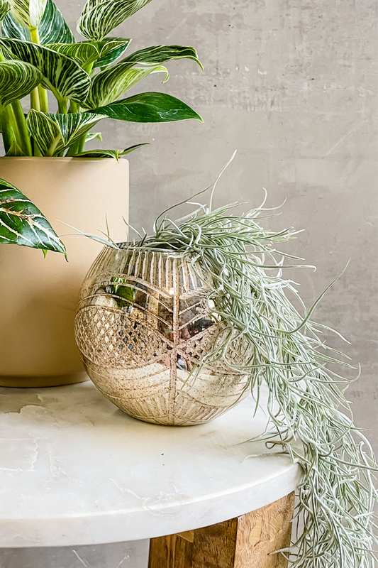 Tillandsia-Usneoides-Spanish-Moss-Air-Plant